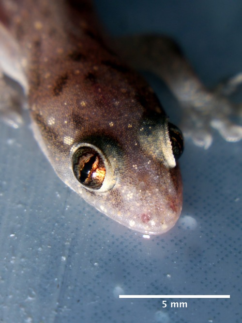 Baby gecko (that I accidentally frightened, which made it stay put long enough for me to take a few pictures; it then ran away)